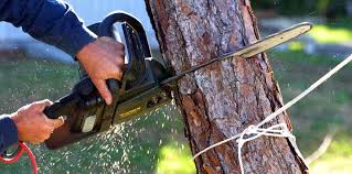 Best Tree Preservation Services  in USA